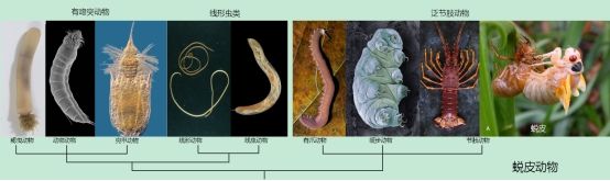 我校研究人员确认蜕皮动物新动物门类——皱囊动物门